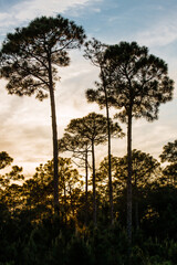 Obraz premium Long-leaf pines silhouetted by the Florida sunset, at Topsail Hill Preserve State Park, Santa Rosa Beach, Florida