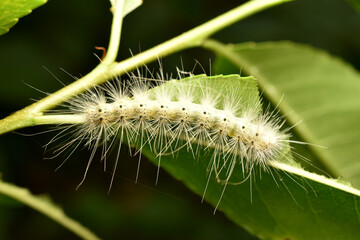 Fototapeta premium White caterpillar on green leaf. High quality photo