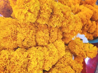 Close up of yellow marigold spring flower India flower