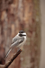 Black-capped chickadee perched on spring branches