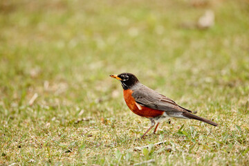 Robin foraging for worms along grassy patch in spring