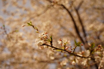 spring blossom in spring