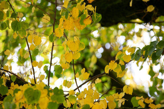 Arbre d' Automne 