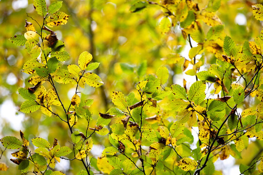 Arbre d' Automne 