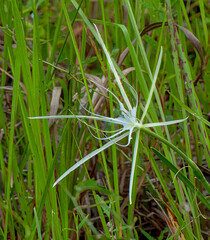 Side view of Alligator Lily, Hymenocallis palmeri. Characteristic long petal-like sepals radiating from a funnel-shaped white flower with a green center. Endemic to Florida swamps and wet flatwoods.