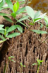 Aerial roots of the black mangrove, Avicennia germinans. The pneumatophores allow the roots to breathe even when submerged. Native to saline and brackish coasts in tropical and subtropical regions.