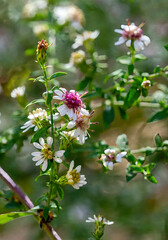 Calico Aster, Symphyotrichum lateriflorum, white and pale purple flowers with a yellow or purple disks and narrow leaves. Native to much of central and eastern North America.