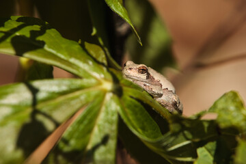 Cope's gray treefrog resting in the early morning spring sun on a mayapple leaf