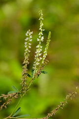 Fototapeta premium A closeup of Melilotus albus, White Sweet Clover. Characteristic small white pea-shaped flowers on a terminal spike or raceme. Native to Asia and Europe, but naturalized in the United States.