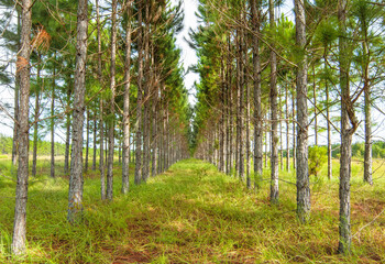 A wide angle of pine plantation in central Florida. Rows of pine trees that planted for timber...