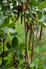 Red Mangrove, Rhizophora mangle. Close up of seedlings or propagules, with a prop root. The red mangroves are viviparous, meaning the seeds germinate while still attached to the tree. Vertical.