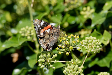 Red admiral butterfly (Vanessa Atalanta) perched on hedge (hedera helix) in Zurich, Switzerland