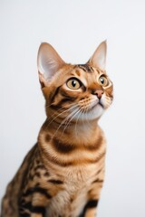 Obraz premium Bengal cat on white background