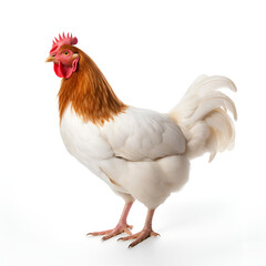 Fototapeta premium A white hen with a brown head standing isolated on a white background
