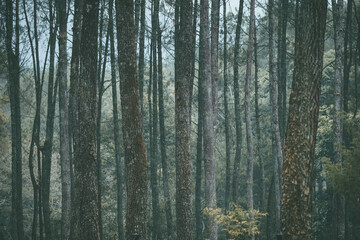 Fototapeta premium close up of pine tree trunk in forest. cool and very calm atmosphere in a pine forest