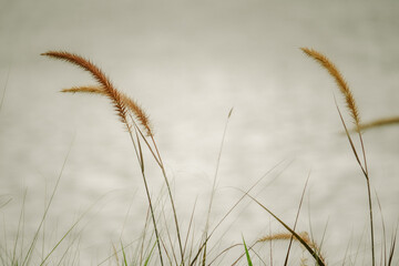 Fototapeta premium A field of tall grass with a body of water in the background. The grass is brown and the water is calm
