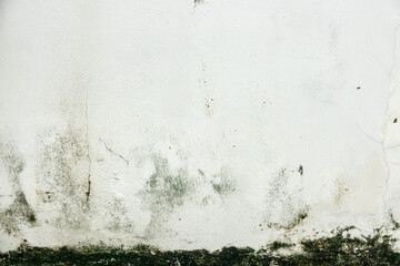 A wall covered in green mold and mildew. The wall is white and the mold is growing on it
