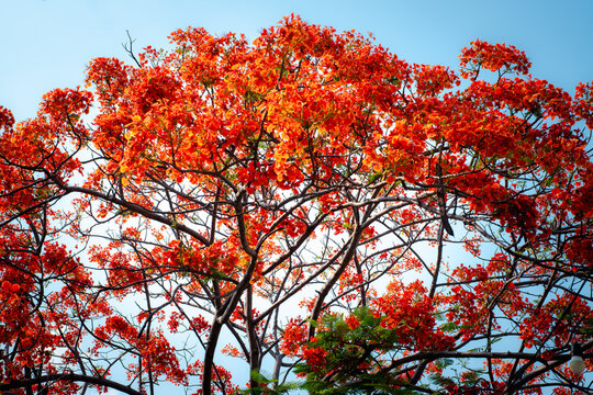 A tree with red leaves is in the foreground and a blue sky is in the background. The tree is full of red leaves and it looks like it is in the middle of a forest - Powered by Adobe