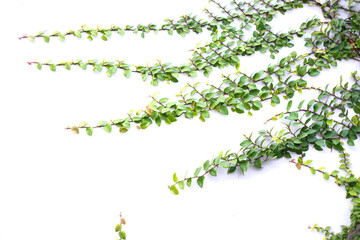 A vine with green leaves is growing on a white wall. The vine is long and has many branches. The leaves are green and spread out, giving the impression of a lush, natural environment