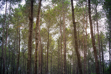 Fototapeta premium close up of pine tree trunk in forest. cool and very calm atmosphere in a pine forest