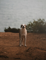 Cão