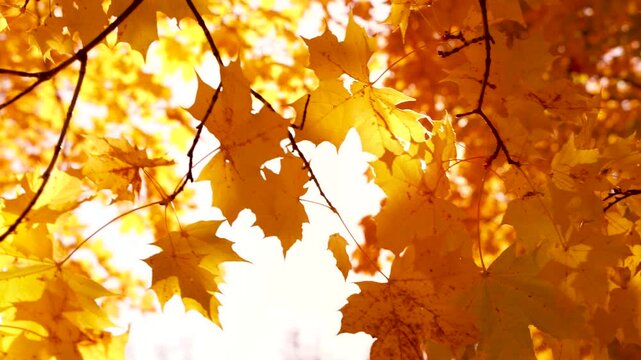 Video with moving on the wind colouful maple leaves on the tree branches. autumn theme.