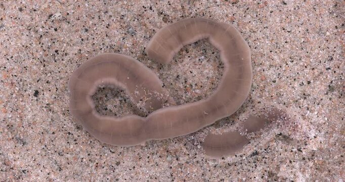 Nemertea worm, genus Cerebratulus sp. close-up, family Lineidae. Predator, feeds on mollusks and small crustaceans... White Sea