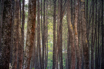 Obraz premium close up of pine tree trunk in forest. cool and very calm atmosphere in a pine forest
