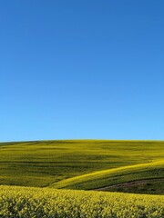 Fototapeta premium Canola Fields