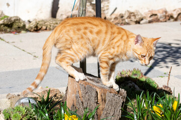 Gatito jugando