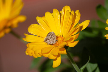 Margarita amarilla con mariposa