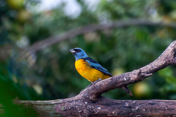 Obraz premium bird Blue-and-yellow Tanager (Rauenia bonariensis)