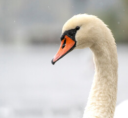 Beautiful white swan portrait