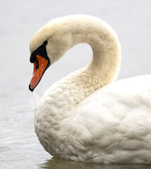 Beautiful white swan portrait © Katja