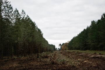 Bosque Inglés