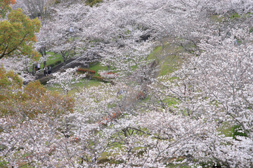 公園の桜