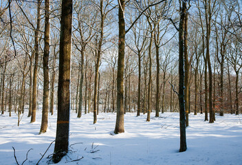 Forest at Winter Time