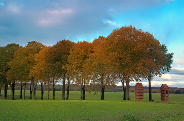 Trees in a Row at Fall