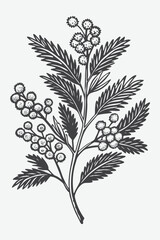 Mimosa Branch with Flowers Silhouette Illustration Vector in Black and White Botanical Art Design
