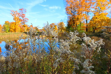 autumn in the forest