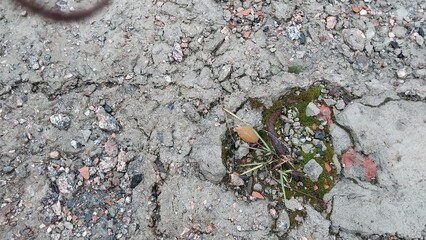 a close-up of a rough, cracked surface, likely a concrete or asphalt pavement. There is a small patch of green moss or grass growing in one of the cracks, surrounded by bits of gravel and small stones