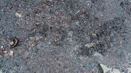 a patch of ground that appears to be soil or dirt. The surface is uneven and contains small rocks, twigs, and debris. On the left side of the image, there is a small, brown, curled-up slug or worm
