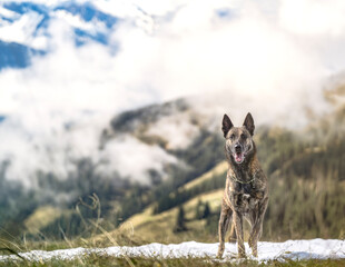 Dog on adventure in the cloudy mountains