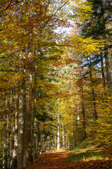 Path in Vienna Woods with colored leaves of beech trees in autumn