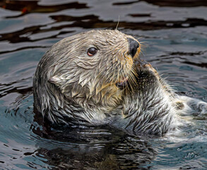 Side Close up view of a sea otter (Enhydra lutris)