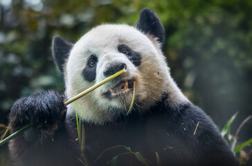 Frontal Close up view of a Giant panda (Ailuropoda melanoleuca) © Henner Damke