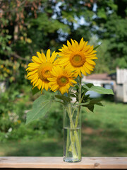 Sunflowers in a field of agriculture at sunset. Sunflower landscape flower concept. Field of sunflowers and flowers. Aerial view of fields of sunflowers and flowers lifestyle in agriculture at sunset.