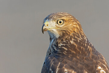 A portrait of a juvenile red-tailed hawk (Buteo jamaicensis) 
