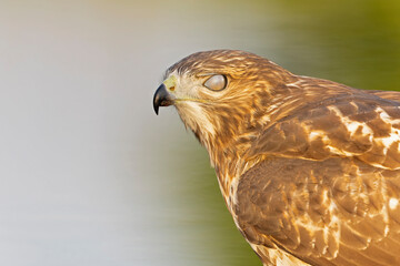 A portrait of a juvenile red-tailed hawk (Buteo jamaicensis) 