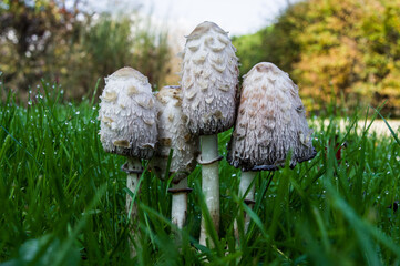 Coprinus comatus, an edible mushroom only in the first hours of life.